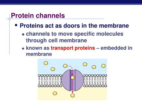 chanel protien|channel proteins are involved in.